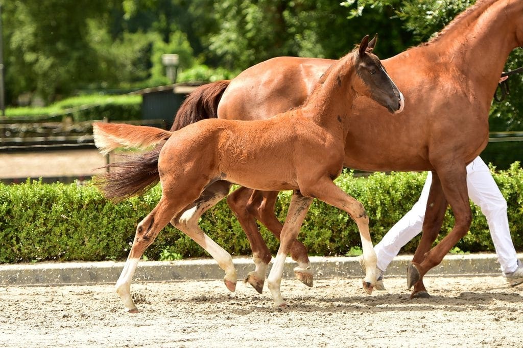 stallion