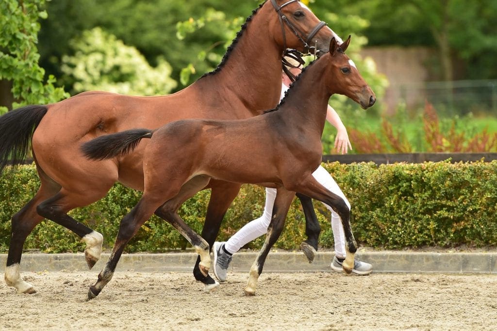 stallion