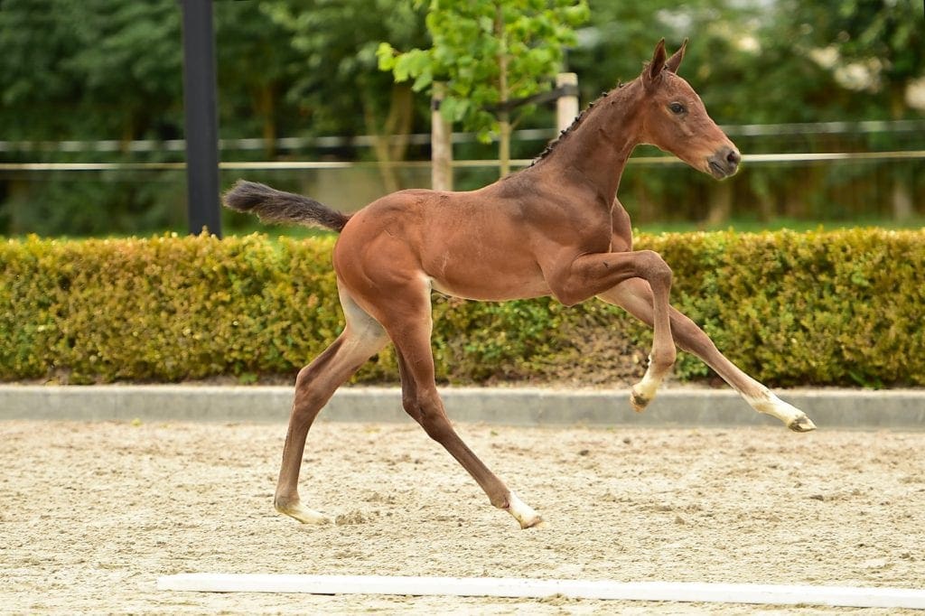 stallion