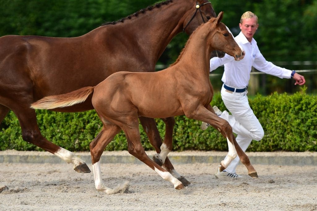 stallion