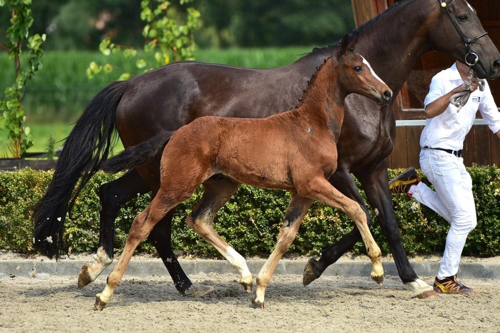 stallion