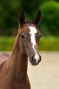 Heart Touch x Cardento x Lux