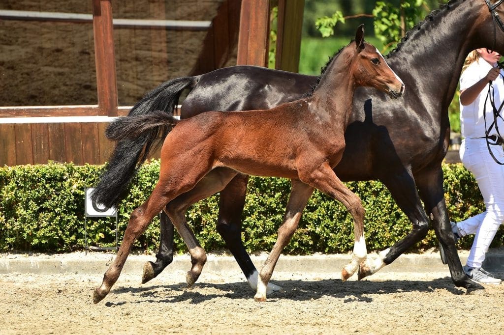 stallion