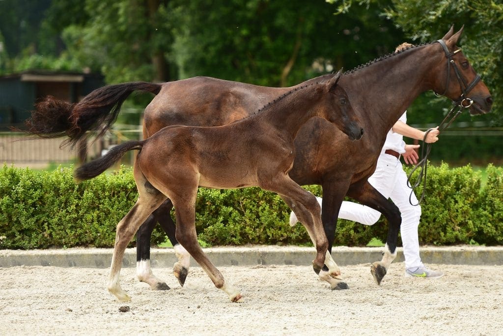 stallion