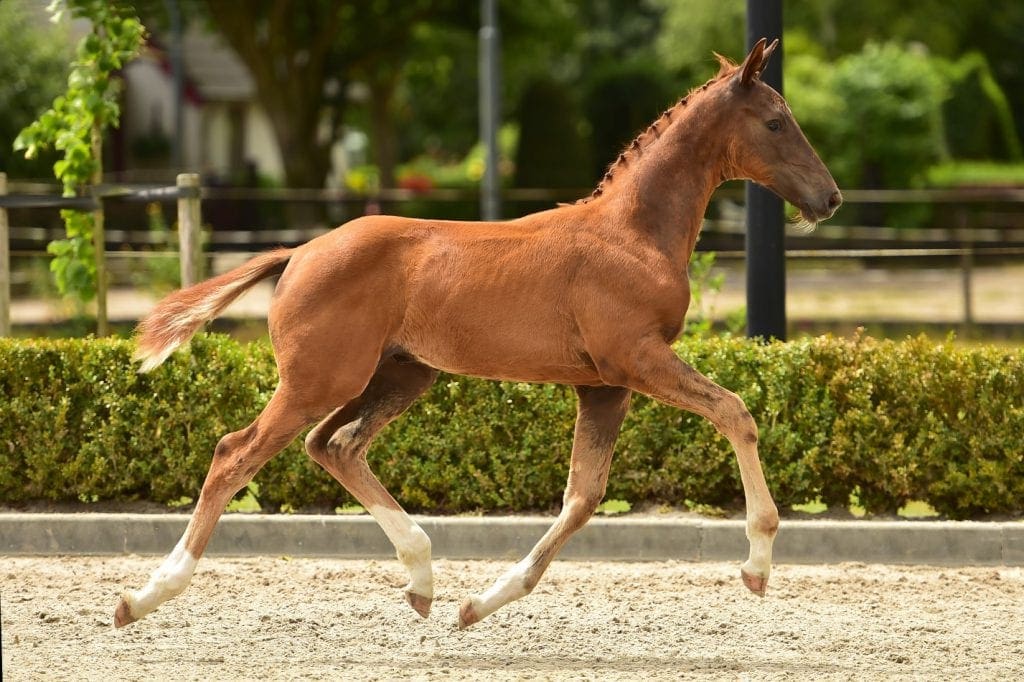 stallion