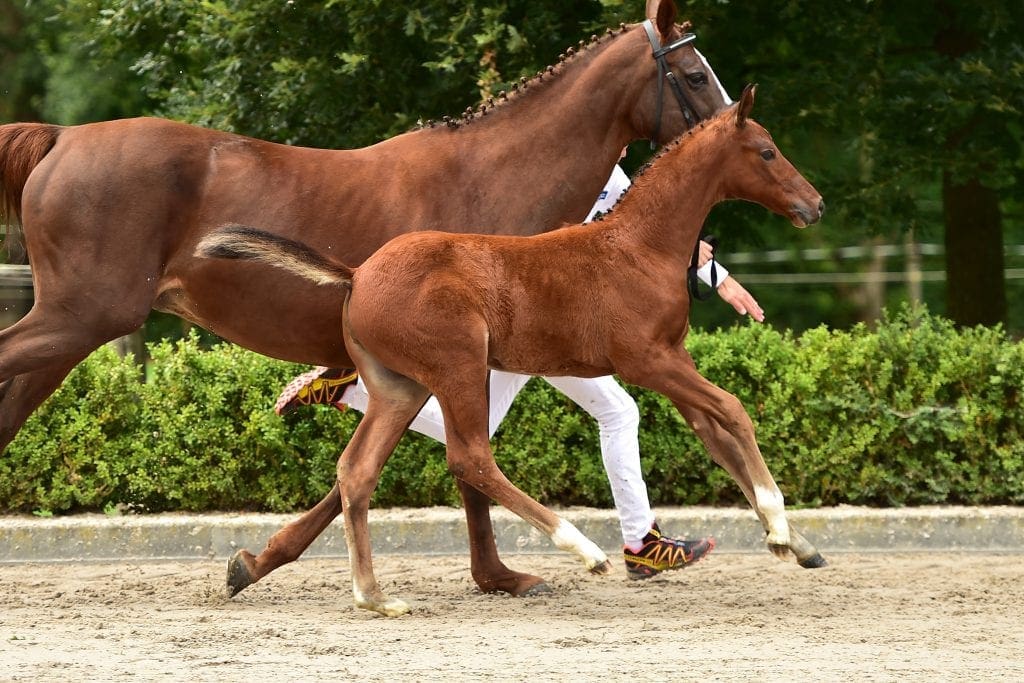 stallion