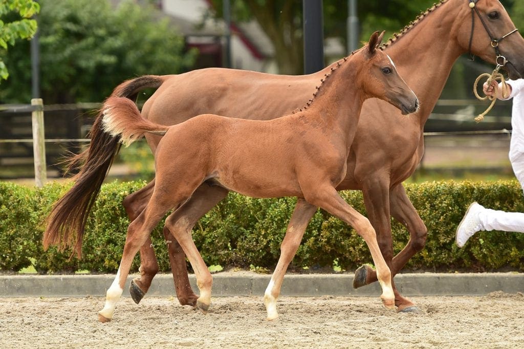 stallion