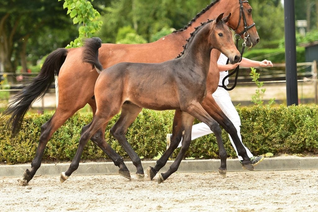 stallion