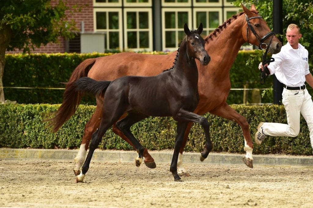 stallion
