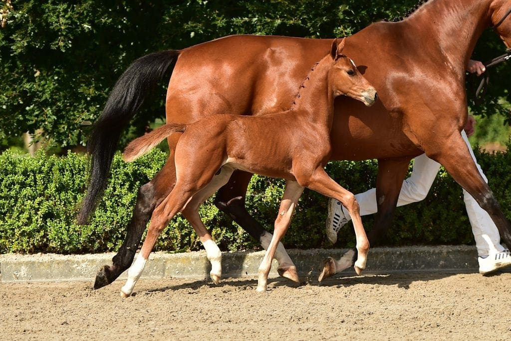 stallion