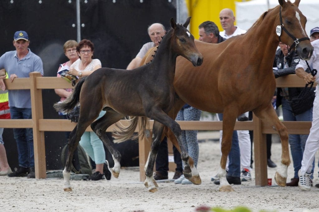 Wildcard voor Manhattan