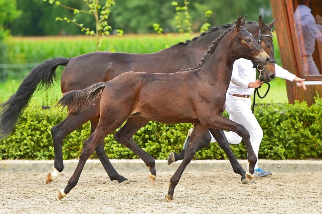 stallion