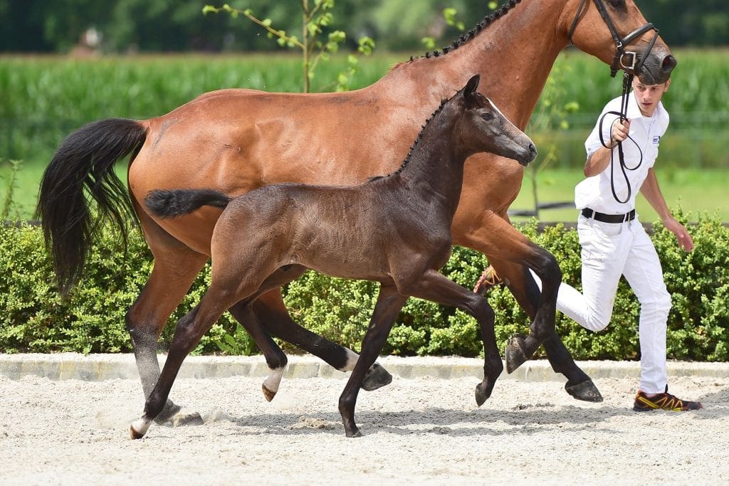 stallion