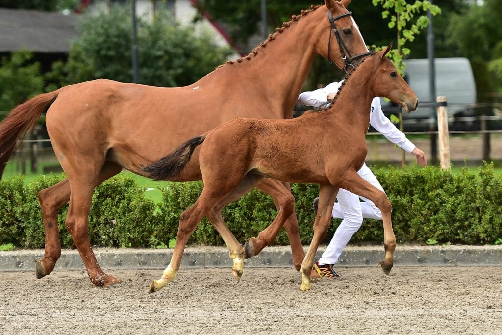 stallion