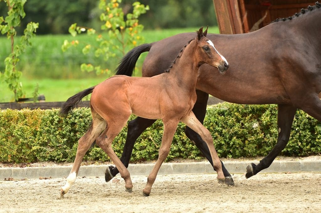 stallion