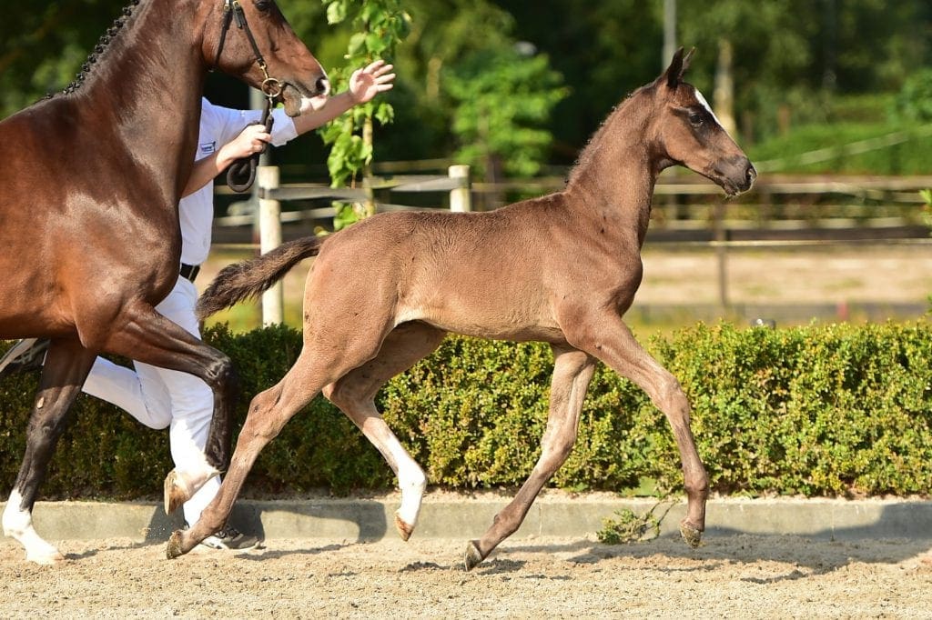 stallion