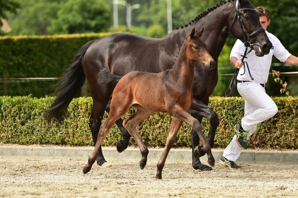 stallion