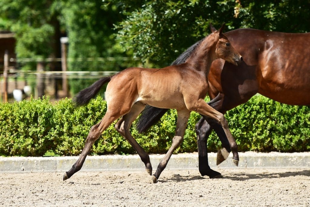 stallion