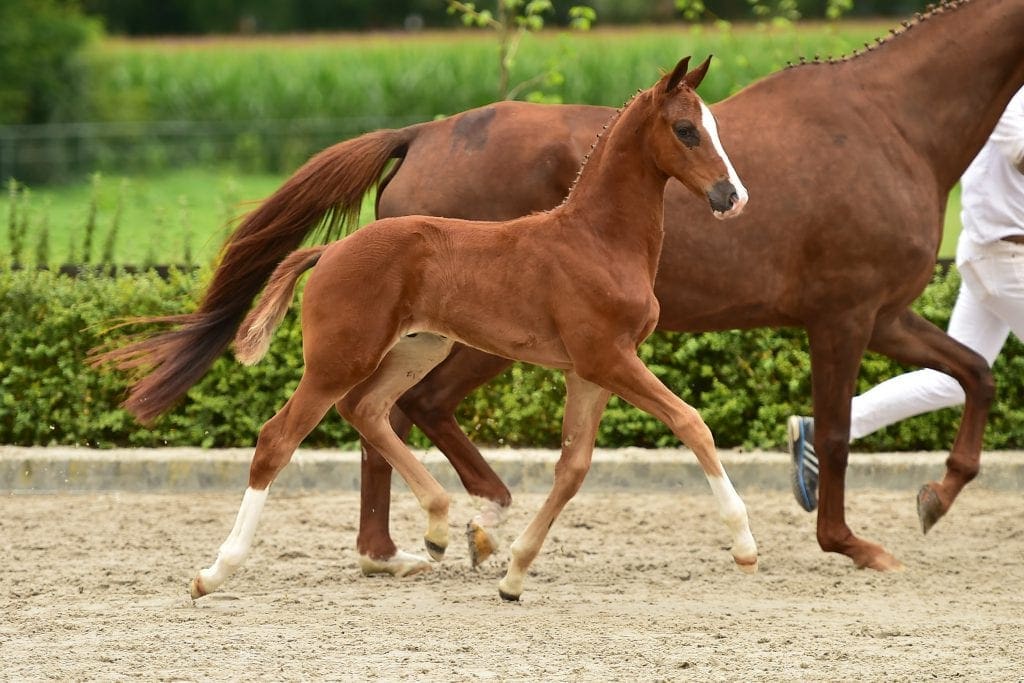 stallion