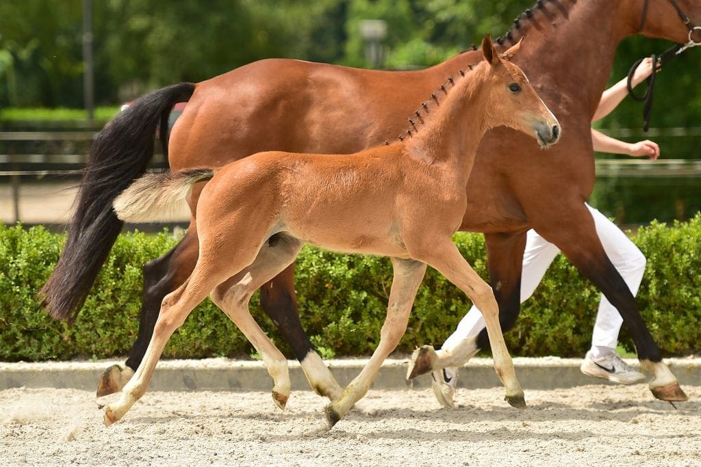 stallion