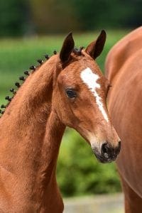 Quickly de Kreisker x Chin Chin x Nimmerdor