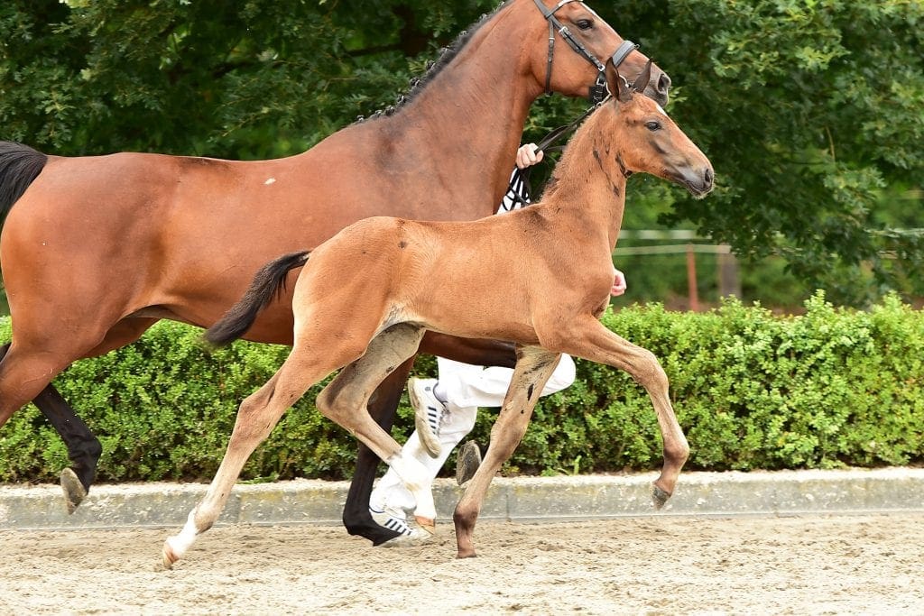 stallion