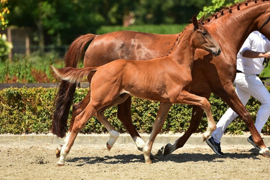stallion