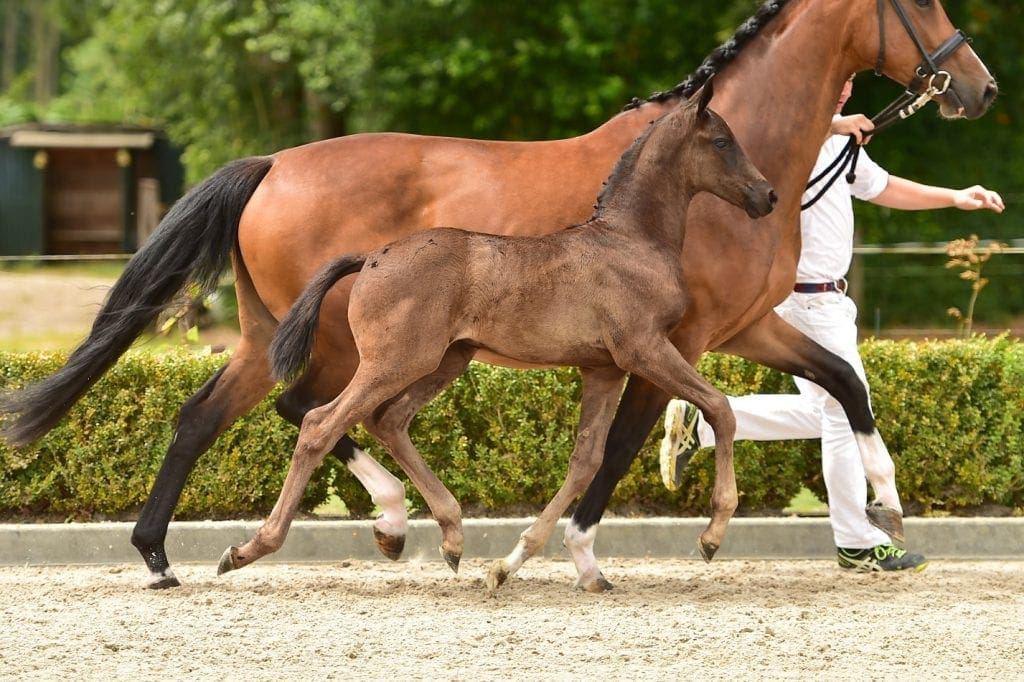 stallion
