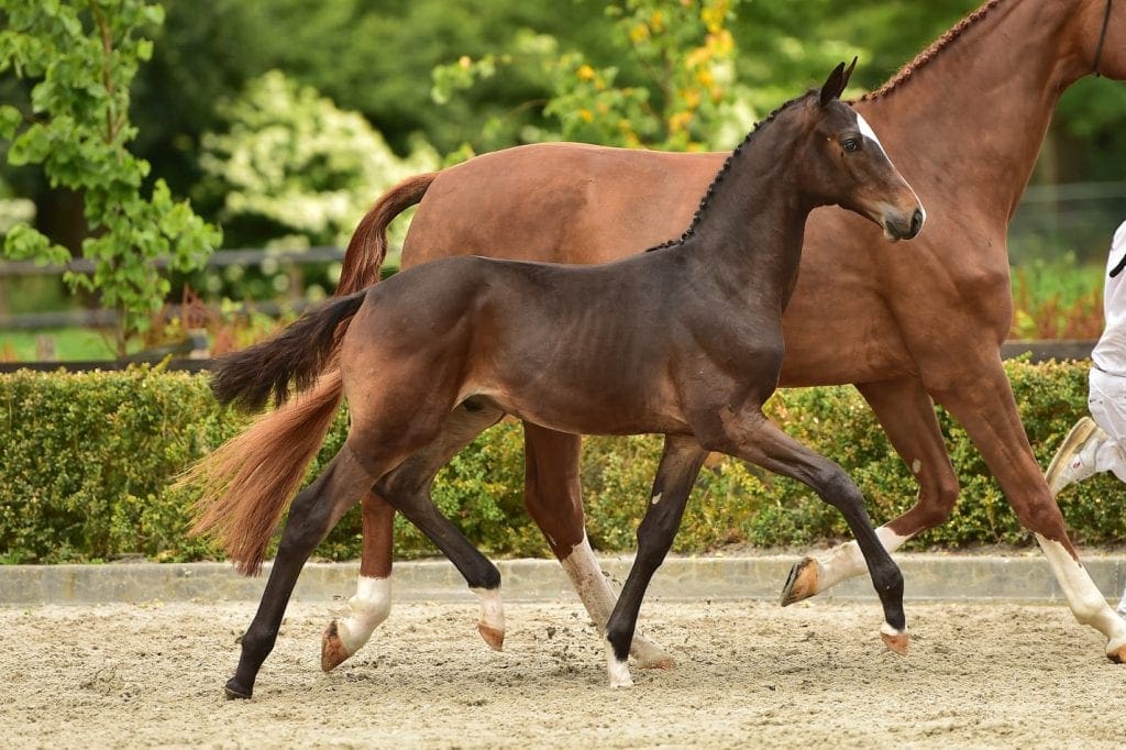 stallion
