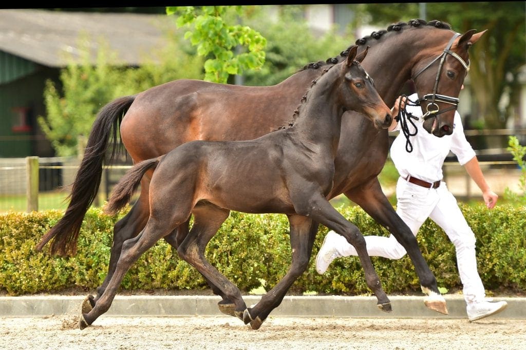 stallion