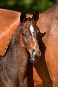 Glock's Toto Jr x Houston x Flemmingh