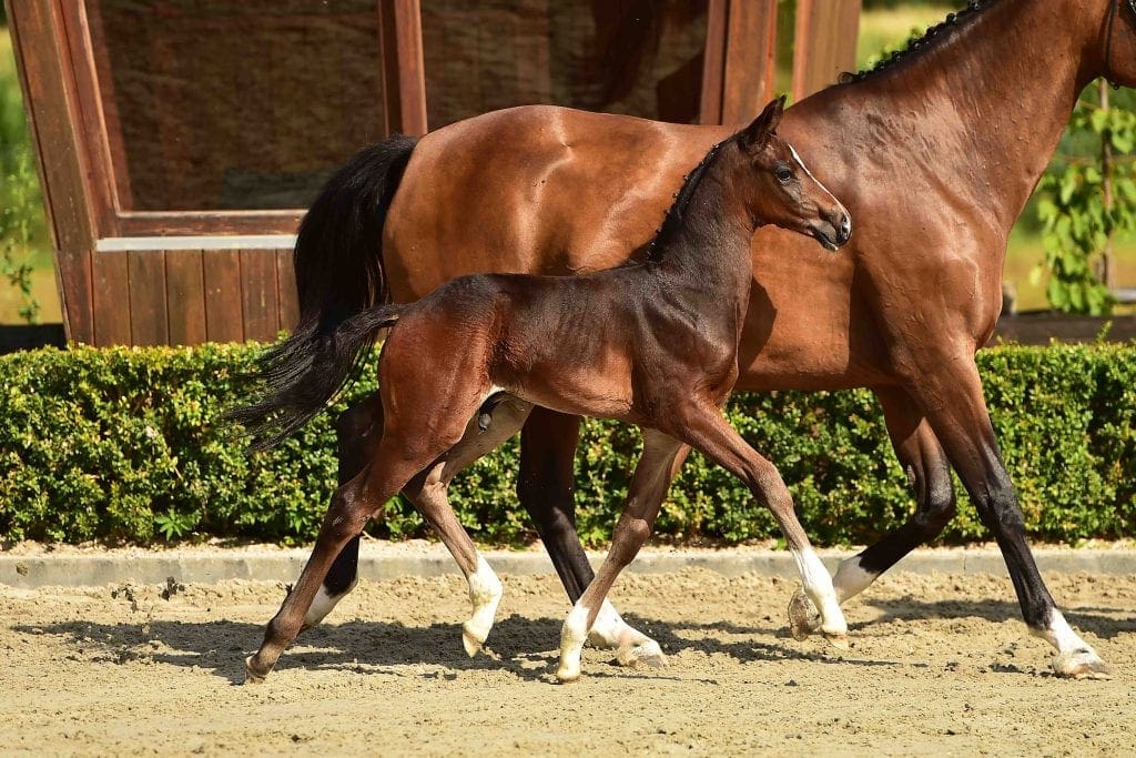 stallion