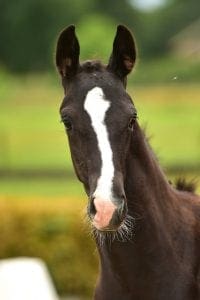 Glock's Toto Jr x Charmeaur x Prestige