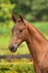 Glock's Toto Jr x Jazz x Rubinstein I