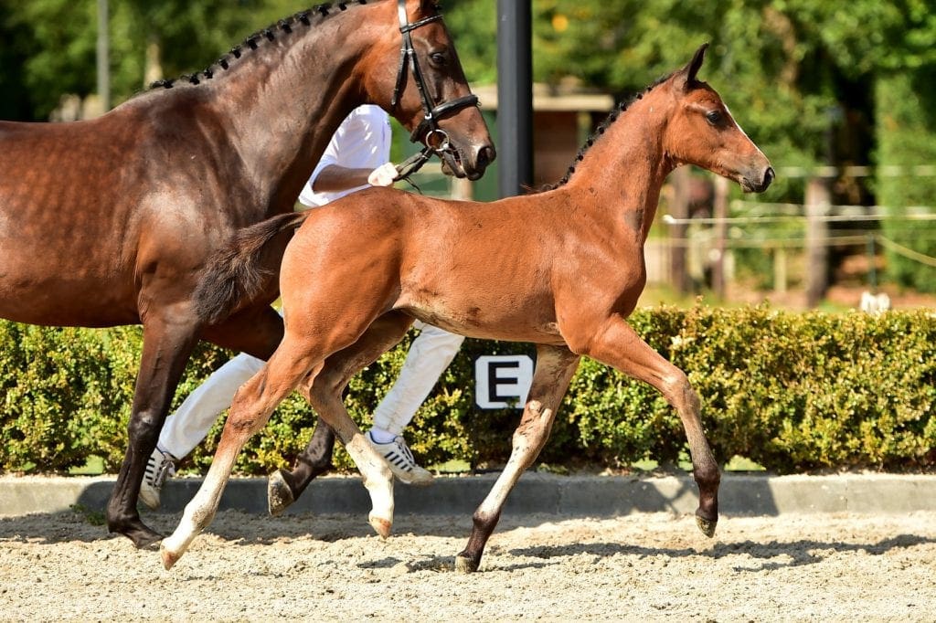 stallion