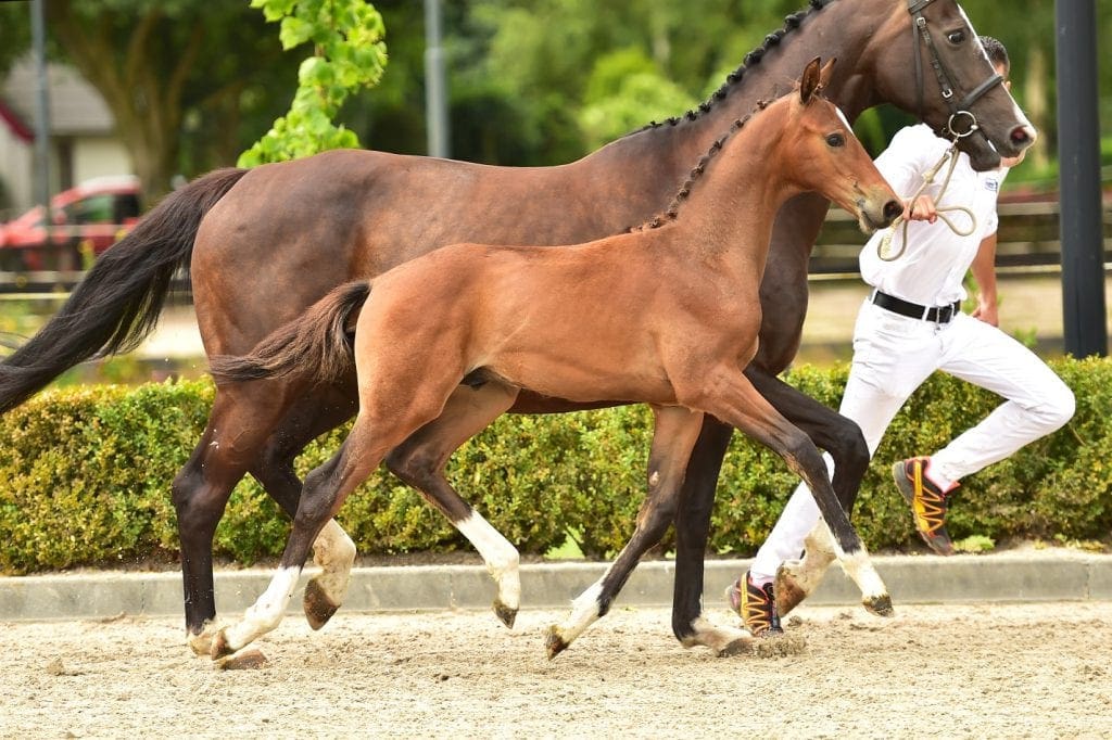 stallion