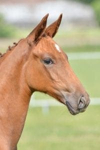 (Destano x Farewell III x Lauries Crusador XX )