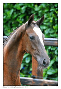 (Uphill x San Remo x Cabochon)
