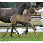 (Bretton Woods X Rousseau x Falco)
