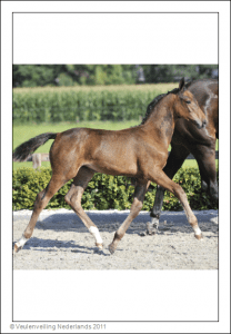 (a'Lee Spring Power x Cantos x Corleone)