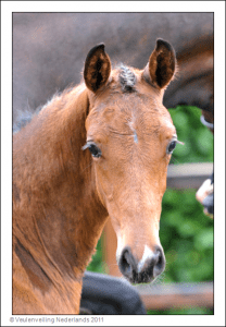 (Ampere x Lord Sinclair I x Le Mexico)