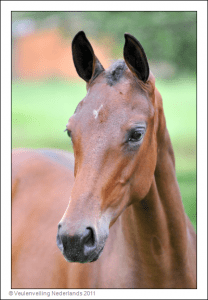 (Vingino x Carembar de Muze x Monaco)