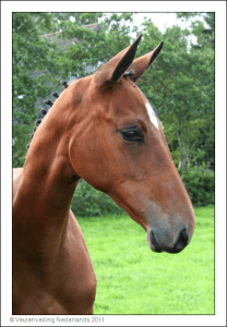 (Cardento x Jus de Pomme x Dreamstreet)