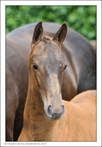 (Totilas x Jazz x Krack C)