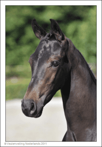 (Zizi-Top x Kennedy x Highline)