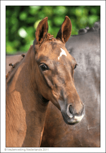(Charmeur x Negro x Vincent)