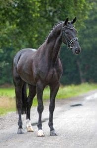 Hennessy x Londonderry x Duntroon