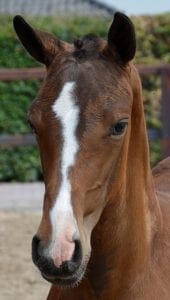 (Baltic VDL x Sam R x Nassau)