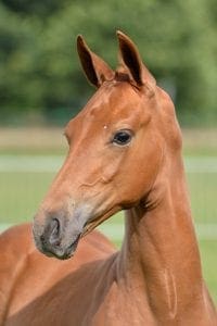(Charmeur x Houston x Flemmingh)
