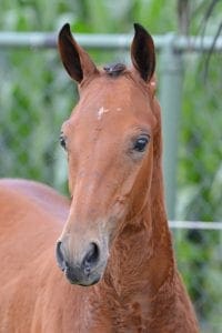 (Canabis Z x Kashmir v h Schuttershof x Grannus)